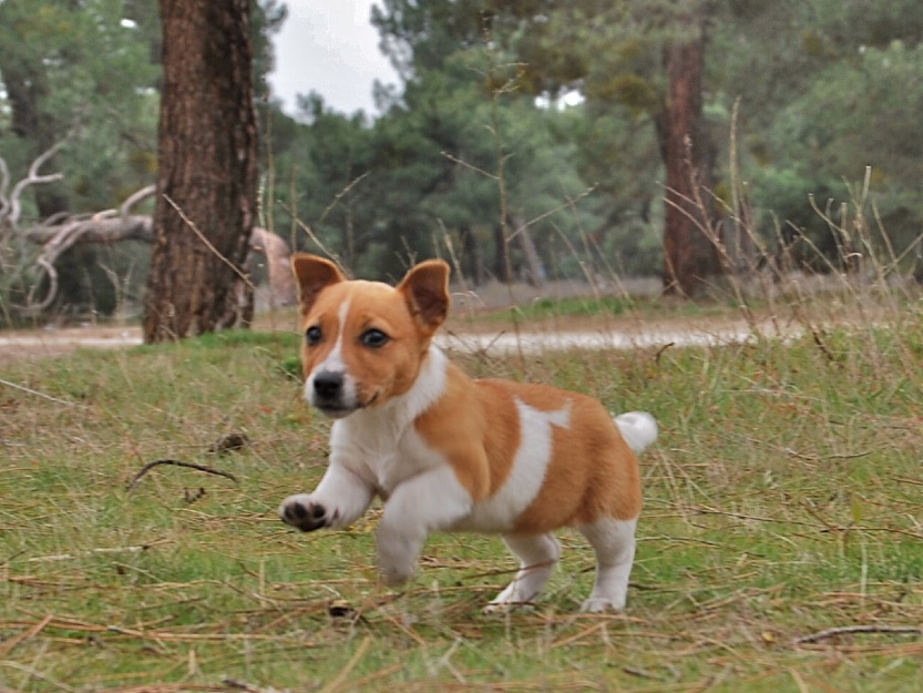 Si quieres un cachorro garantizado este es tu Jack Russell, ven a vernos a 1hora de Madrid