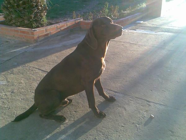 vendo cachorro braco aleman muy guapo padre buen pedegri