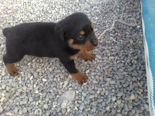 vendo rottweilers  macho y hembra