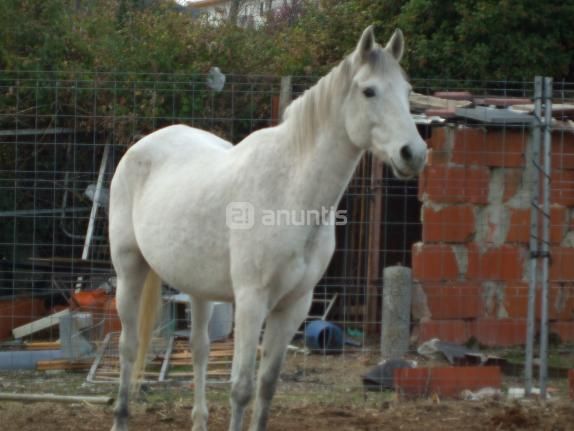 2 caballos a precio de uno