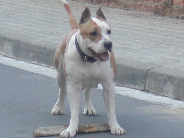 American Sttanfordshire terrier!