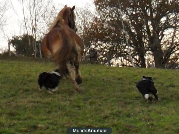 BORDER COLLIE