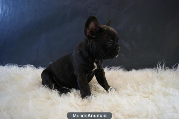 BULLDOG FRANCES DISPONIBLES EN FAWN Y COLOR NEGRO