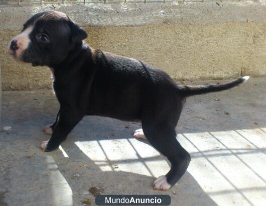 Cachorras de American Staffordshire