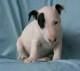 cachorro de bullterrier encantador para adopción