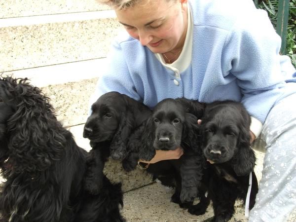 CACHORROS COCKER SPANIEL