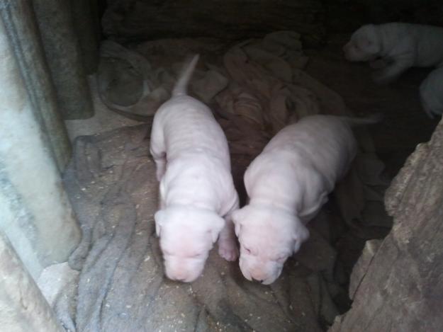 cachorros de dogo argentino