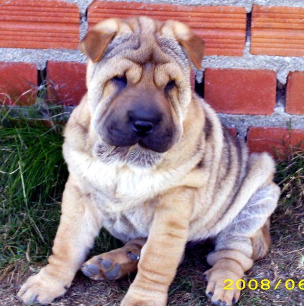 CACHORROS DE SHAR PEI ECONOMICOS