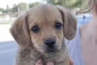 Cucco,cachorrito de 2 meses busca familia--- VALENCIA -- - mejor precio | unprecio.es