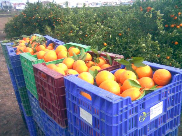 NARANJAS VALENCIANAS