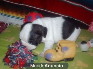 Se venden 2 cachorros BULLDOG frances Machos.-