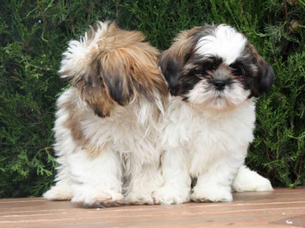 Shih tzu, excelentes cachorros para la venta