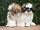 Shih tzu, excelentes cachorros para la venta - mejor precio | unprecio.es