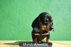 Teckel Miniatura machos y hembras cachorros - mejor precio | unprecio.es