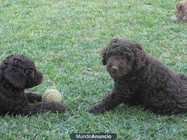 Perro de Agua Español, último cachorro.