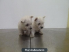 cachorro whesthin terrier - mejor precio | unprecio.es