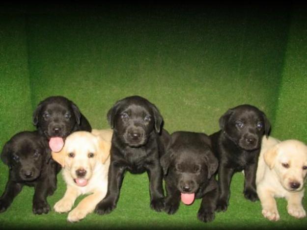 CACHORROS DE LABRADORES 190 Euros