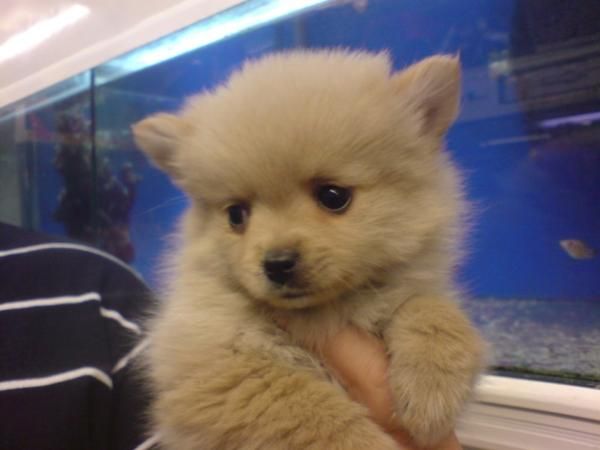 Pomerania Lulu, pequeños zorritos en venta