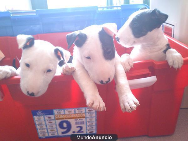 PRECIOSOS BULLTERRIER