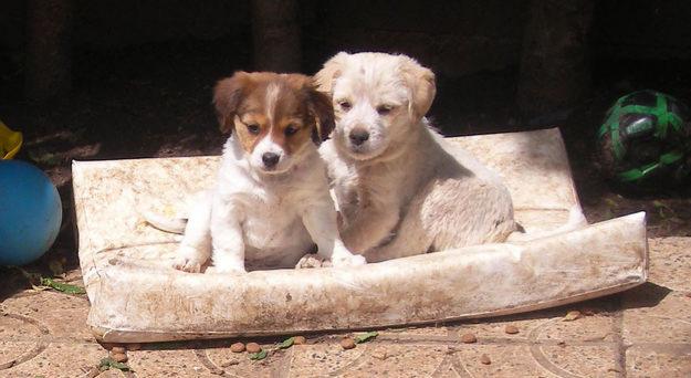 REGALAMOS DOS PERRITAS