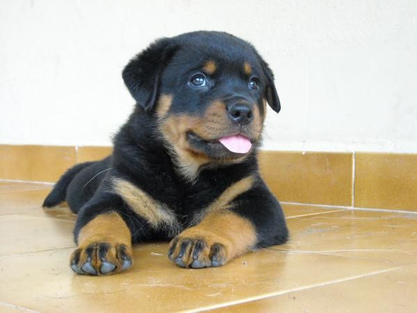 Rottweiler camada impresionante. Precio 400 euros