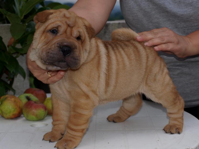 Shar-Peis Cachorros