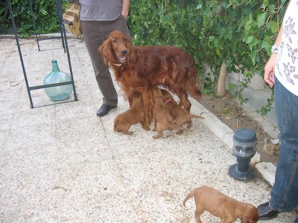 ultimo setter irlandes de la camada