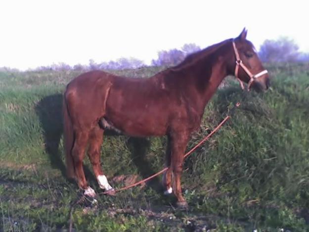 vendo caballo alazan