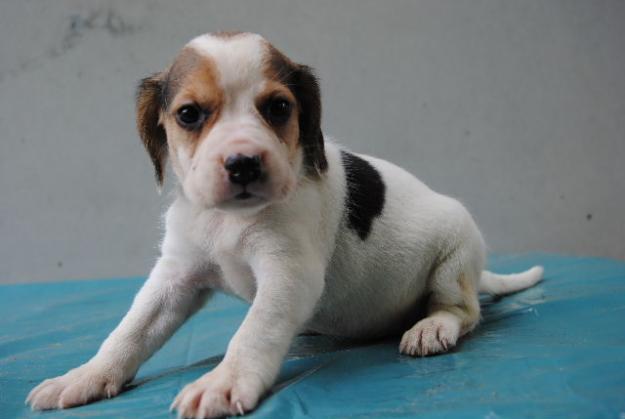 BEAGLES DE COMPAÑÍA TRICOLOR LOE 350€