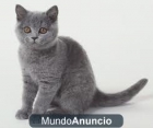 buscamos gatita raza - mejor precio | unprecio.es