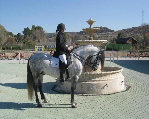 CABALLO ( PRE ) KABUL VII