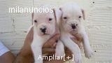 cachorrito boxer blanco hijo de campeones