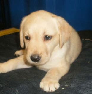 Cachorros de Labrador ¡no te quedes sin él