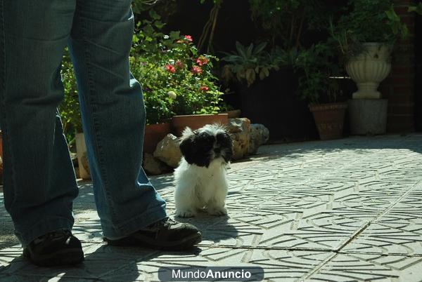 Camada de machosy hembras Shih Tzu cachorritos nacionales