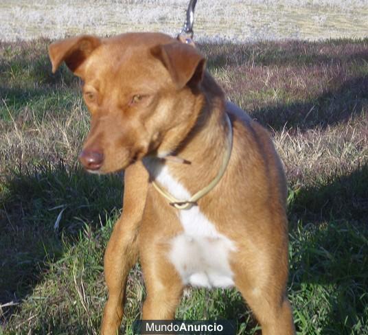 Chispa, preciosa cachorrona de 7 meses y 10 kg en adopción, Córdoba