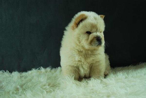 Chow Chow ( Blancos y Rojos ) Tienen 2 meses y Pedigre