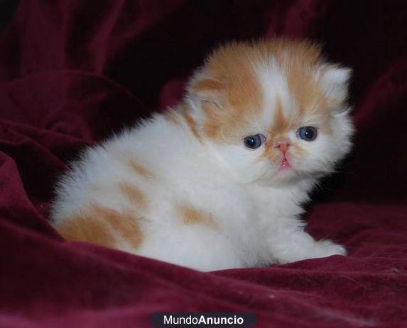 encantadores gatitos persas