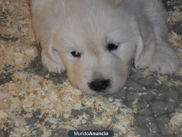 Golden retriever de VillaCarsan