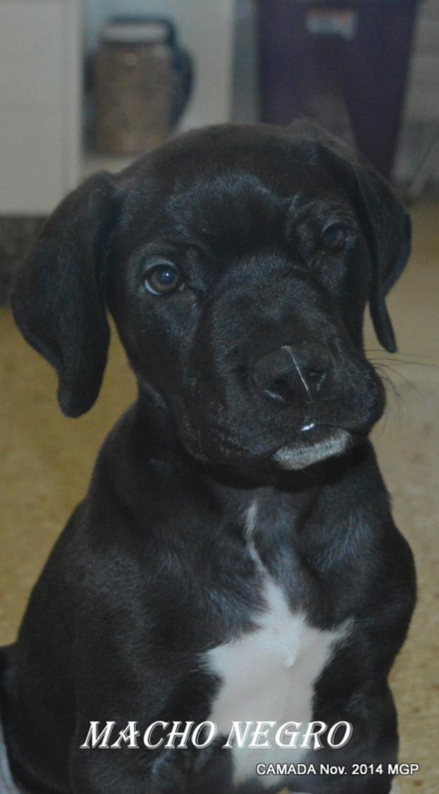 Gran Danes Cachorros