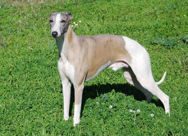 MAGNIFICO WHIPPET DISPONIBLE PARA MONTA