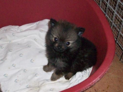 pequeño machito pomerania