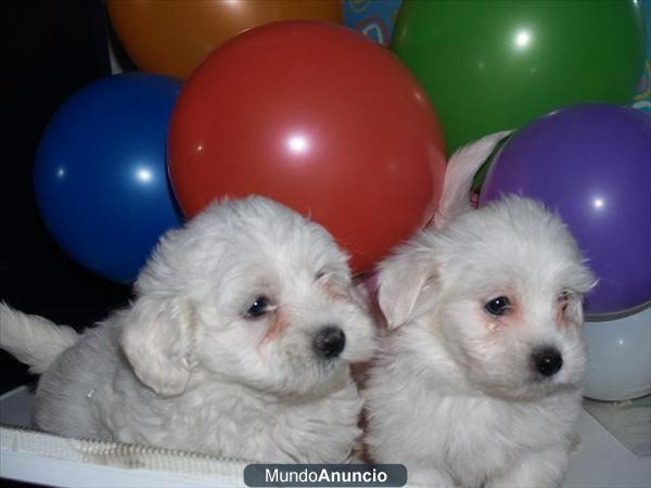 Regalo Camada de Bichon Maltes, ¡unos cachorros adorables!