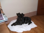 schnauzer enana negra perdida - mejor precio | unprecio.es