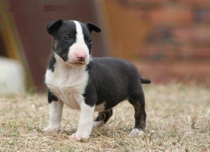 Vendo cachorros de bull terrier