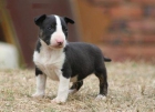 Vendo cachorros de bull terrier - mejor precio | unprecio.es