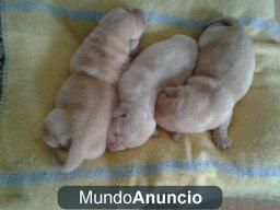 VENTA CACHORROS LABRADOR RETRIEVER