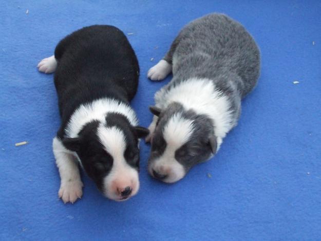 Venta de camada Border Collie