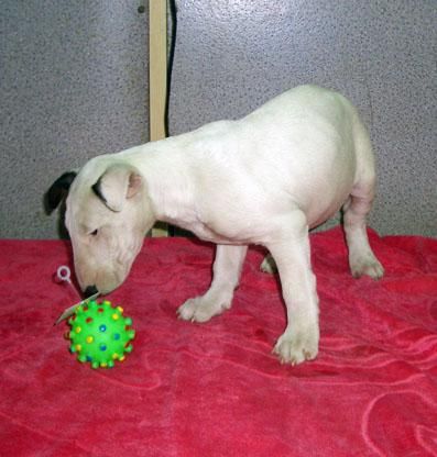 bullterrier mini