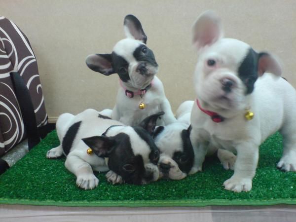 CACHORRITOS DE BULLDOG FRANCES, MACHOS Y HEMBRAS 650 EUROS