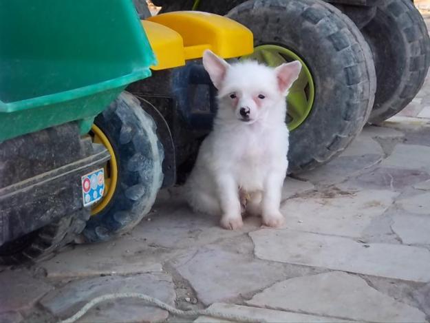 cachorro hijo del multi ch- monticello golden diamond en venta